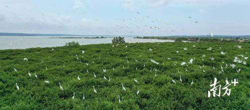 南方日?qǐng)?bào)頭版聚焦 湛江成功開(kāi)發(fā)我國(guó)首個(gè)藍(lán)碳交易項(xiàng)目，彰顯生態(tài)與經(jīng)濟(jì)協(xié)同發(fā)展新路徑